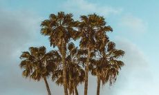 排名第一最好的镇宅树 庭院种树忌讳