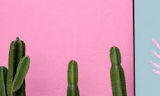 红掌风水摆放禁忌 有什么寓意