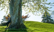 大门口两边最旺宅的植物 改善风水的盆栽