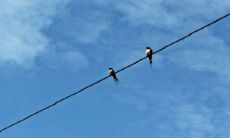 燕子进屋来有什么兆头 旺运旺风水