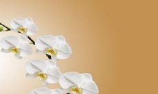 家里千万不能养兰花是真的吗 有什么风水寓意