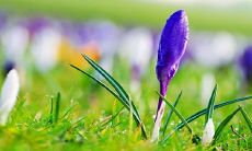 天堂鸟放客厅风水好吗 摆放忌讳