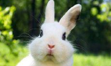 属兔人2022年6月运势运程详细解析 生肖兔2022年6月运气如何