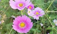 白羊座比较惧怕星座是谁