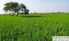 祖坟的风水是怎样影响婚姻的呢