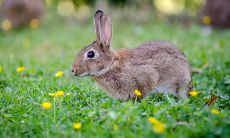 养吊兰对风水不好吗 吊兰摆放的风水禁忌