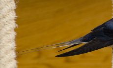 燕子进屋来有什么兆头 是吉兆吗