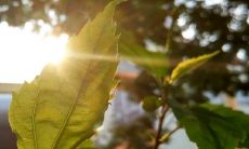 端午节美好寓意与祝福 节日寄语吉祥话