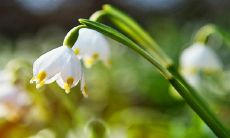 清明节的习俗有哪些 吃什么传统食物