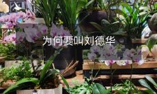 为何要叫刘德华