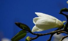 为什么家里千万不能养兰花 有什么讲究