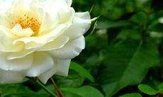 室内鲜花摆放风水五大讲究 改善风水的花有哪些