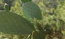 家里养龙骨太高对家人好不好 有什么风水寓意