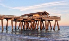 鸭脚木种在家里禁忌 放哪里招财