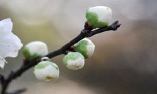 风水上不能养的花 什么花镇宅聚财