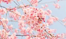 一家人有两个属一样的生肖好吗 一家人同个属相好不好