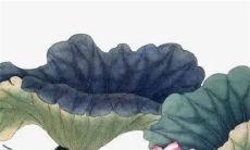 2023兔年生肖牛全年 吉利的提新车好日子