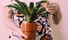 为什么吊兰对风水不好 摆放禁忌有哪些