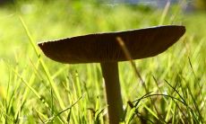 豆瓣绿的风水禁忌 最佳摆放位置