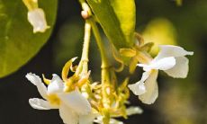 家里栽金银花不吉利吗 有什么风水禁忌