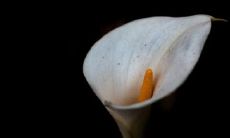 家里千万不可养昙花是为什么 风水摆放禁忌有哪些