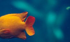 鱼缸里为啥要养一条黑色的鱼 养鱼有哪些风水禁忌