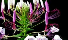 观音竹和富贵竹哪个寓意好 有什么区别