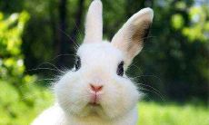 87年属兔人2022年哪个方位财运好 财运方位在哪里