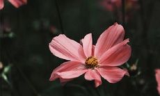 十二生肖中谁是第三者 哪些生肖是第三者