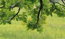 清明节的主要风俗习惯 2022清明假期安排