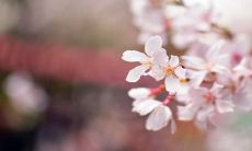 带有花而又寓意好的成语 可以做网名成语