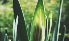 端午节的习俗有什么 赛龙舟吃粽子