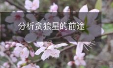 分析贪狼星的前途