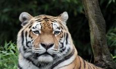 2022虎年四字吉祥语大全 虎年春联