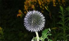 91年4月19日是什么命 农历三月初五出生命运