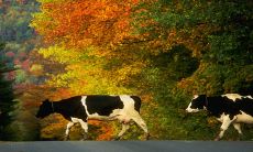 2023癸卯年最好的生肖 生肖牛事业运好