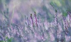 91年4月22日是什么命 农历三月初八出生命运