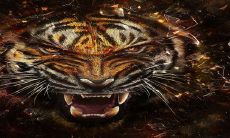 2023年喜得儿子的生肖 属虎迎来自己的爱情结晶