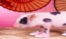 2023运势好到爆的生肖 生肖猪财运很理想