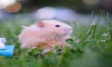 2023有婚运的生肖 生肖鼠桃花运非常的旺盛