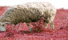 2023年走运的生肖有 属羊人家庭生活稳定