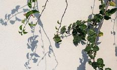 91年11月14日是什么命 农历十月初九出生命运