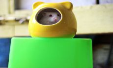 2023年不易怀孕的生肖 属鼠人太过于急功近利