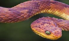 生肖蛇2023年的运势 学业运势逐渐上升 有良好的事业运势