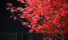 91年11月12日是什么命 农历十月初七出生命运