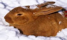 2023年属什么生肖的 需要注意什么