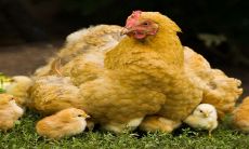 2023年最差的生肖鸡 会遇到很多的感情问题