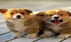 2023年适合生子的生肖 属狗人与兔是相合的关系