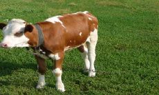 2023年必结婚的生肖 生肖牛 生肖虎 生肖马