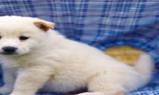 2023适合生孩子的生肖 属狗人物质生活条件优渥